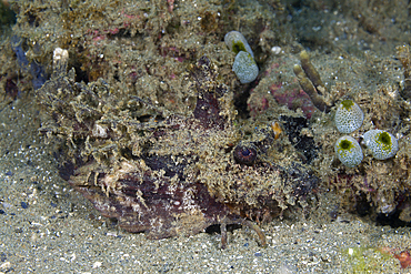 Spiny Devilfish, Inimicus didactylus, Ambon, Moluccas, Indonesia