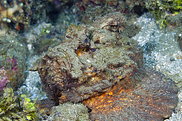 Estuarine Stonefish, Synanceia horrida, Ambon, Moluccas, Indonesia