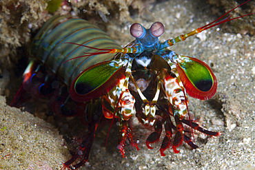 Mantis Shrimp, Odontodactylus scyllarus, Ambon, Moluccas, Indonesia