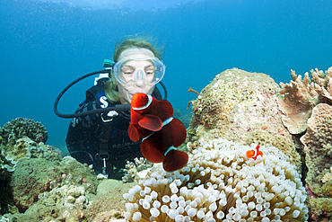 Diver and Spinecheek Clownfisch, Premnas aculeatus, Ambon, Moluccas, Indonesia