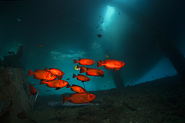 Crescent-tail Bigeye under a Jetty, Priacanthus hamrur, Ambon, Moluccas, Indonesia