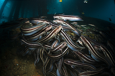 Striped Eel Catfish under a Jetty, Plotosus lineatus, Ambon, Moluccas, Indonesia