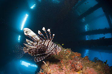 Lionfish under a Jetty, Pterois volitans, Ambon, Moluccas, Indonesia