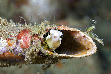 Striped Blenny hides in a tube, Petroscirtes breviceps, Ambon, Moluccas, Indonesia