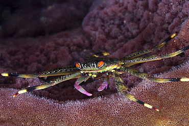 Coral Crab inside sponge, Trapezia sp., Ambon, Moluccas, Indonesia