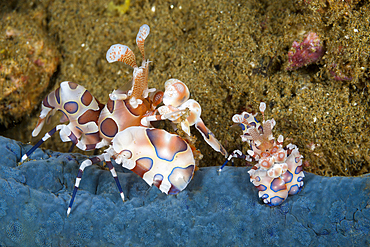 Pair of Harlequin Shrimp, Hymenocera elegans, Ambon, Moluccas, Indonesia