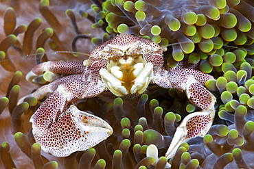 Porcelain Crab associated with Sea Anemone, Neopetrolisthes maculatus, Ambon, Moluccas, Indonesia