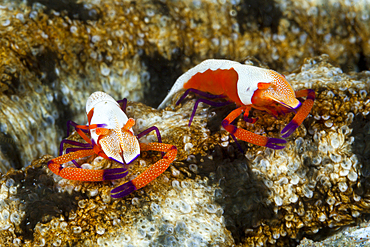 Pair of Emperor Shrimp, Periclimenes imperator, Ambon, Moluccas, Indonesia