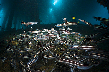 Striped Eel Catfish under a Jetty, Plotosus lineatus, Ambon, Moluccas, Indonesia