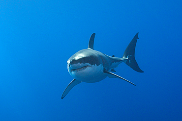 Great White Shark, Carcharodon carcharias, Neptune Islands, Australia