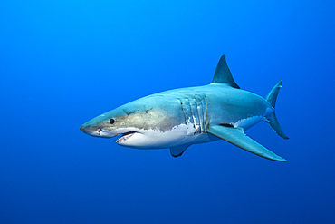 Great White Shark, Carcharodon carcharias, Neptune Islands, Australia