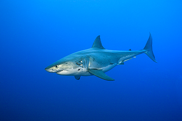 Great White Shark, Carcharodon carcharias, Neptune Islands, Australia