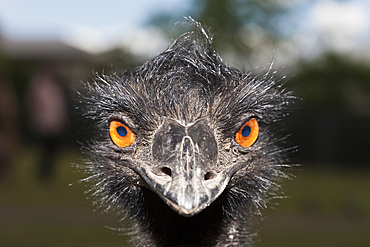 Head of Emu, Dromaius novaehollandiae, Brisbane, Australia