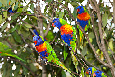 Rainbow Lorikeet, Trichoglossus haematodus moluccanus, Brisbane, Australia