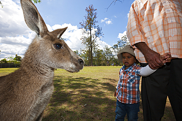 Eastern Grey Kangaroo, Macropus giganteus, Brisbane, Australia