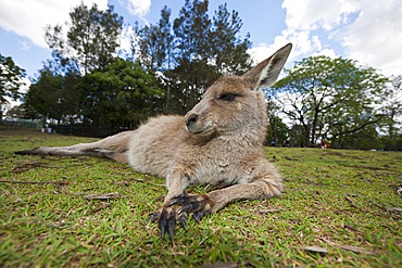 Eastern Grey Kangaroo, Macropus giganteus, Brisbane, Australia