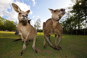 Eastern Grey Kangaroo, Macropus giganteus, Brisbane, Australia