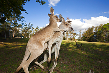 Eastern Grey Kangaroo, Macropus giganteus, Brisbane, Australia