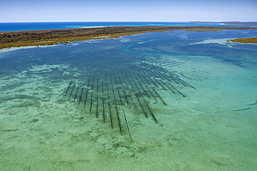 Oyster Farm near Moreton Island, Brisbane, Australia