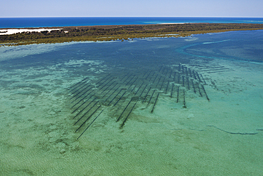 Oyster Farm near Moreton Island, Brisbane, Australia