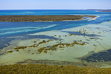 Mangroves at Moreton Island, Brisbane, Australia