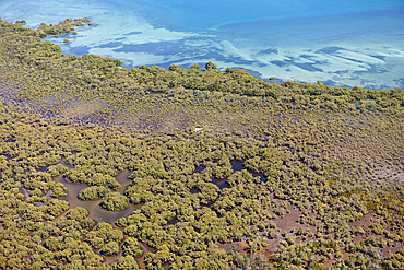 Mangroves at Moreton Island, Brisbane, Australia