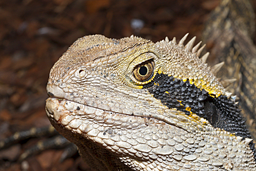 Eastern Australian Water Dragon, Physignathus lesueurii lesueurii, Brisbane, Australia