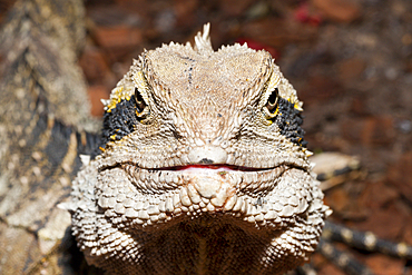 Eastern Australian Water Dragon, Physignathus lesueurii lesueurii, Brisbane, Australia