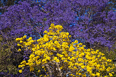 Jacaranda Tree in bloom, Jacaranda sp., Brisbane, Australia