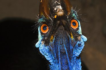 Southern Cassowary, Casuarius casuarius, Queensland, Australia