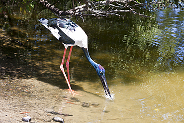 Black-necked Stork, Ephippiorhynchus asiaticus, Queensland, Australia