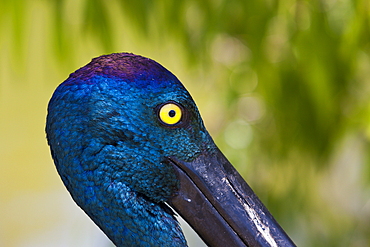 Black-necked Stork, Ephippiorhynchus asiaticus, Queensland, Australia