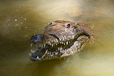 Freshwater Crocodile, Crocodylus johnstoni, Queensland, Australia