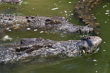 Saltwater Crocodile, Crocodylus porosus, Queensland, Australia