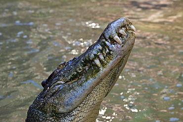 Saltwater Crocodile, Crocodylus porosus, Queensland, Australia