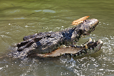 Saltwater Crocodile, Crocodylus porosus, Queensland, Australia