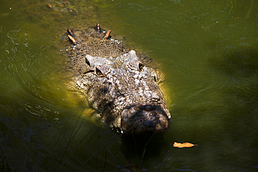 Saltwater Crocodile, Crocodylus porosus, Queensland, Australia