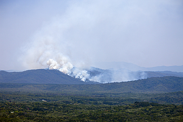 Bushfire in Rainforest, Kuranda, Cairns, Australia