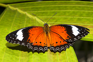 Orange Lacewing Butterfly, Cethosia penthesilea, Queensland, Australia