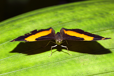 Australien Lurcher Butterfly, Yoma sabina, Queensland, Australia