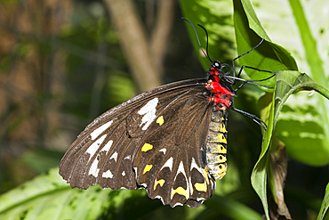 Female Cairns Birdwing Butterfly, Ornithoptera priamus euphorion, Queensland, Australia