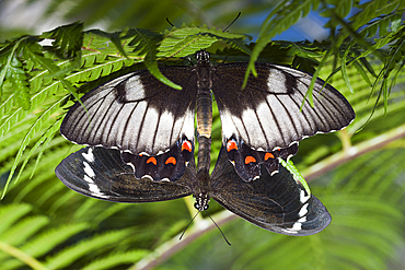 Mating Orchard Butterflies, Papilio aegeus aegeus, Queensland, Australia