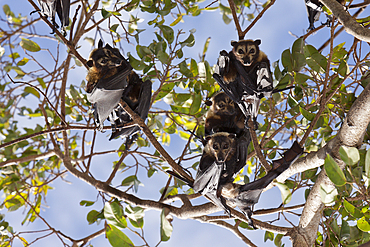 Spectacled Flying Fox, Pteropus conspicillatus, Cairns, Australia