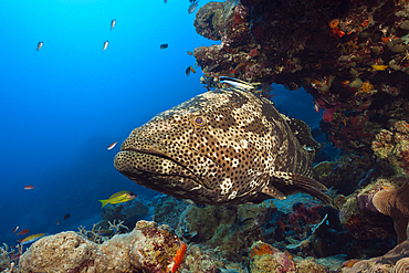 Malabar Grouper, Epinephelus malabaricus, Great Barrier Reef, Australia