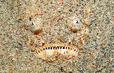 Marbled stargazer, Uranoscopus bicinctus, Indonesia, Indian Ocean, Komodo National Park