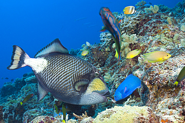 Titan Triggerfish, Balistoides viridescens, Great Barrier Reef, Australia