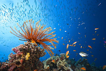 Reef Scene with Crinoid and Fishes, Great Barrier Reef, Australia