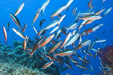 Shoal of Neon fusilier, Pterocaesio tile, Great Barrier Reef, Australia