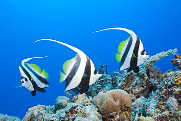 Group of Longfin Bannerfish, Heniochus acuminatus, Great Barrier Reef, Australia