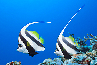 Pair of Longfin Bannerfish, Heniochus acuminatus, Great Barrier Reef, Australia